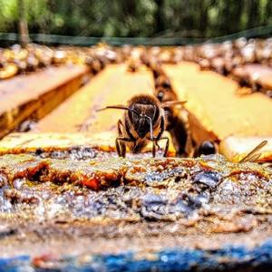 El podcast de Abraham