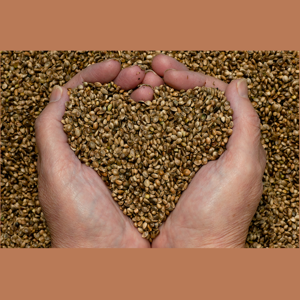 Time 4 Hemp Seeds 2 Grow
