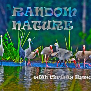 Random Nature