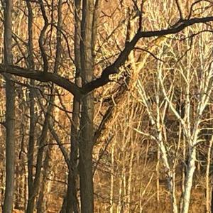 Into the Woods with Leila Conners