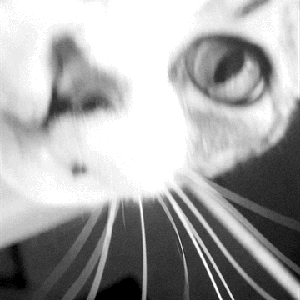 tapecase radio from BFF.fm