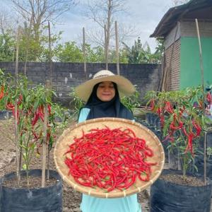 anggreklestari 3Speak Podcast