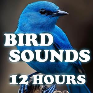 Bird Sounds - 12 Hours