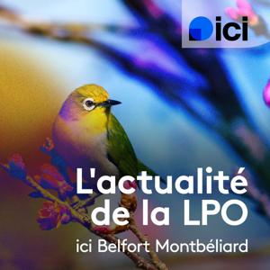 L'actualité de la LPO, ici Belfort Montbéliard