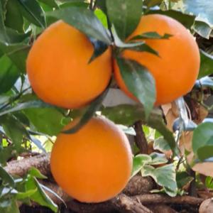 1 - Omelia del mattino