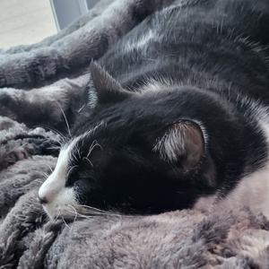 SweetDreamsMyDarling podcast