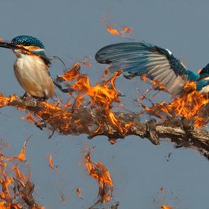 As Kingfishers Catch Fire