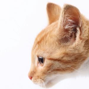 Dans l'oreille d'un chat