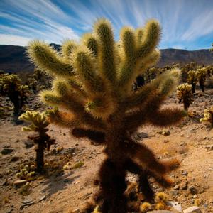 Leaping Cholla Podcast