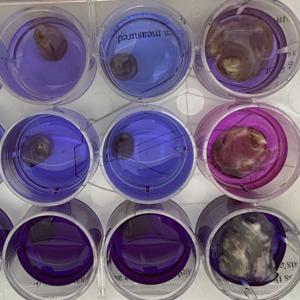 Gene Pooling
