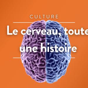 Le cerveau, toute un histoire