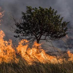 Incendios Forestales 4208