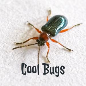 Cool Bugs
