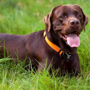 I väntan på min nya ledarhund