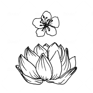 White Orchid