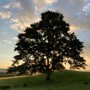 Shiloh New Covenant Church