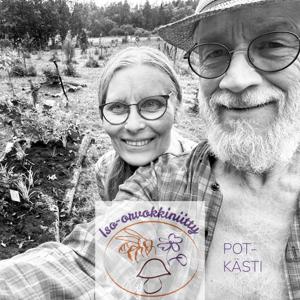 Iso Potkästi