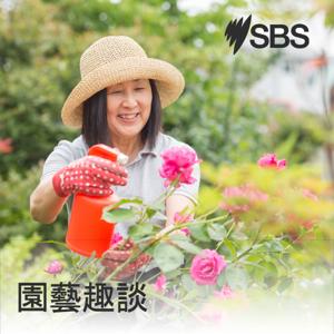 Gardening Tips - 園藝趣談