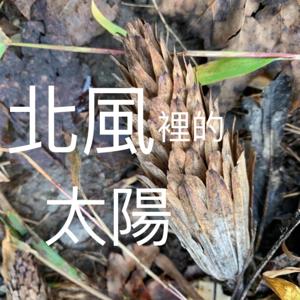 北風裡的太陽 Sun in the North Wind