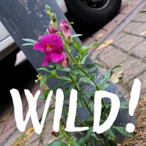 Wild!