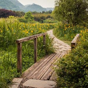 Chemins de traverse