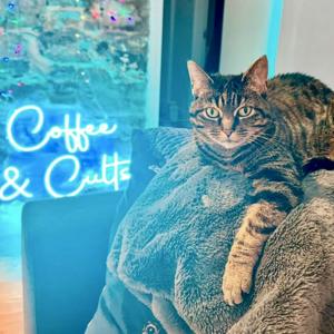 Coffee & Cults: Everything You Don't Know About Hollywood by Ash Silver | Coffee & Cults