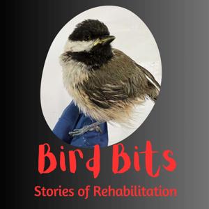 Bird Bits: Stories of Rehabilitation