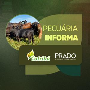 Pecuária Informa Cotribá