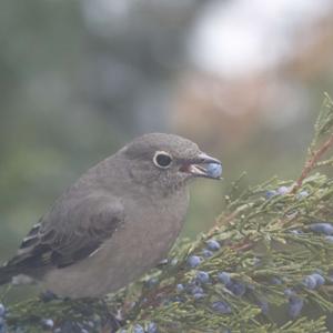 Winging It! From Curiosity to a Scientific Fact
