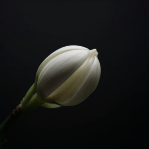 Empowerment Diaries®