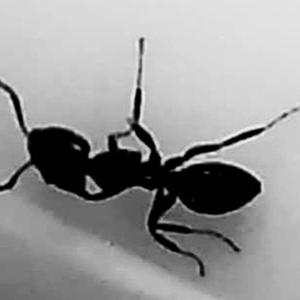 jagged 3Speak Podcast