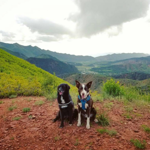 Disc Dog Pod