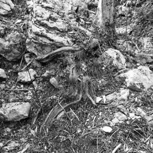 La zattera per Redonda