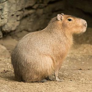 Piknik [Tilos Rádió podcast]