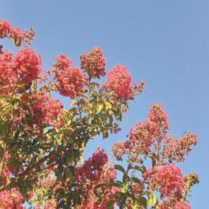 El podcast de Josefa Collao Bañados