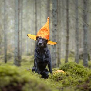 Fråga Vad Med Familjen