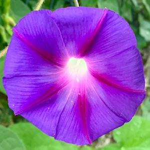 Mysterium Meditation