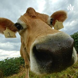 The SeconDairy Podcast