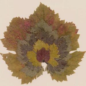 Tidings with Hazel Kahan