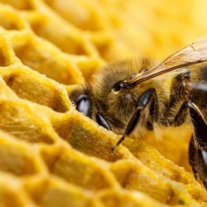 Apicultura Juan Felix