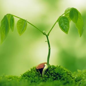 La importancia de las plantas