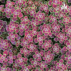 你是我心底的小秘密