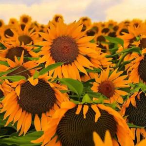 朗读专集，声音的旅行｜关于经典｜关于生活｜关于情感