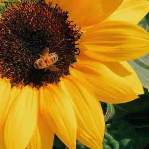 Language is Langauge is Language