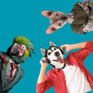 Petcast. Az állati podcast