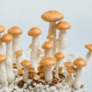 Explore High-Quality Mushroom Cultures
