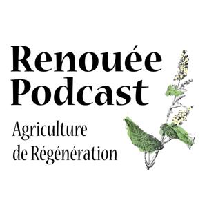 Renouée - Agriculture de Régénération