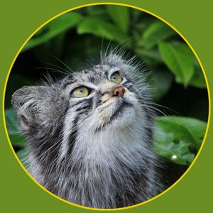 Pallas Manu Wandering