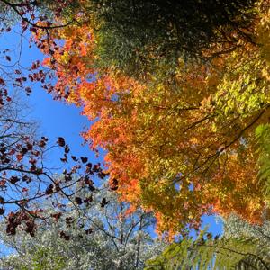 軟爛人生嘿嘿 Clara's Vegging Out Life