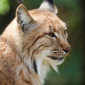 El lince ibérico para "peques".